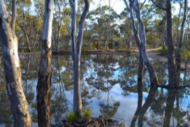 Bendigo bushland visitor hub