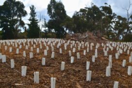 East Bendigo revegetation
