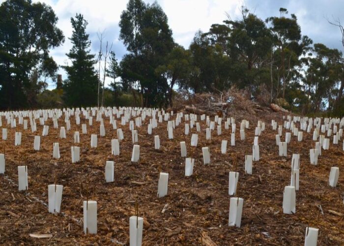 East Bendigo revegetation