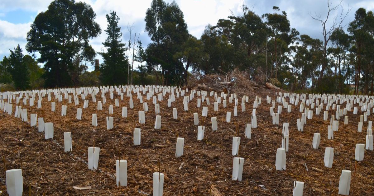 East Bendigo revegetation