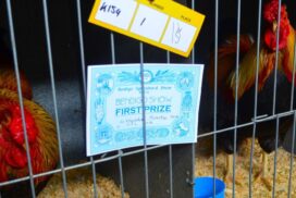 Bendigo Agricultural Show