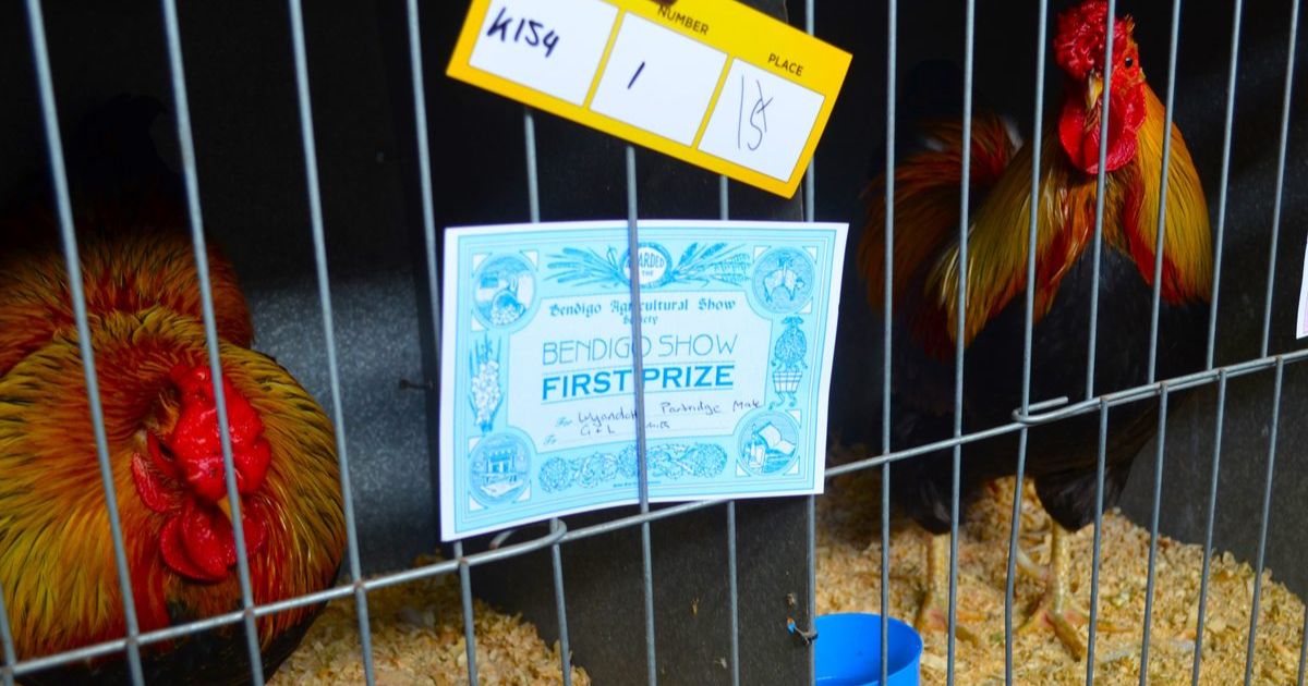 Bendigo Agricultural Show