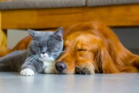 Bendigo Domestic Animal Plan