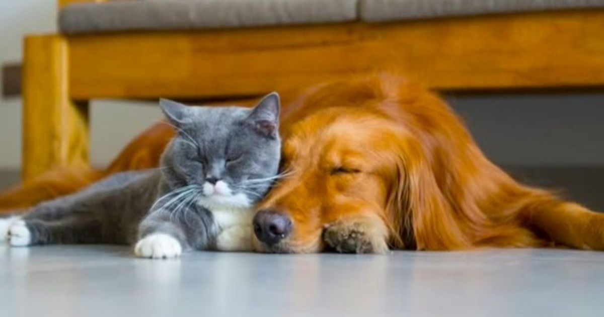 Bendigo Domestic Animal Plan