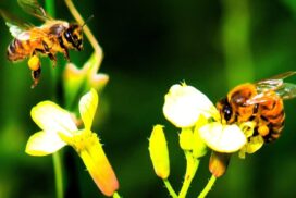 Save the Bees