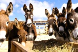 Animal Welfare Australia