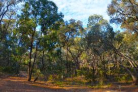 Joachim Lane Bushland