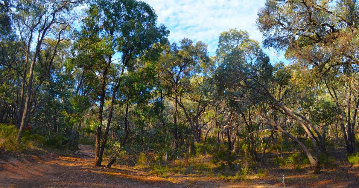 Joachim Lane Bushland