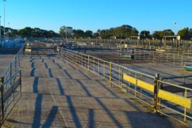 Bendigo Livestock Exchange roof