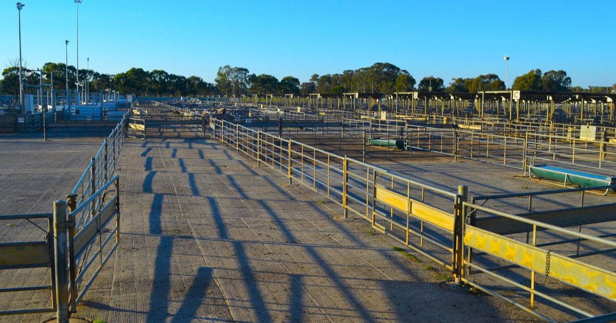 Bendigo Livestock Exchange roof