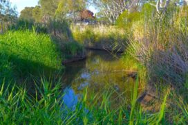 Bendigo Creek Revitalisation