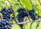 Grape phylloxera RNA treatments
