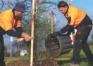 Bendigo tree planting