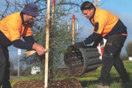 Bendigo tree planting