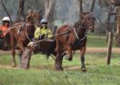 White family harness racing
