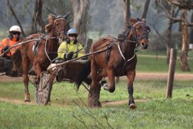 White family harness racing