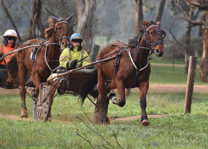 White family harness racing