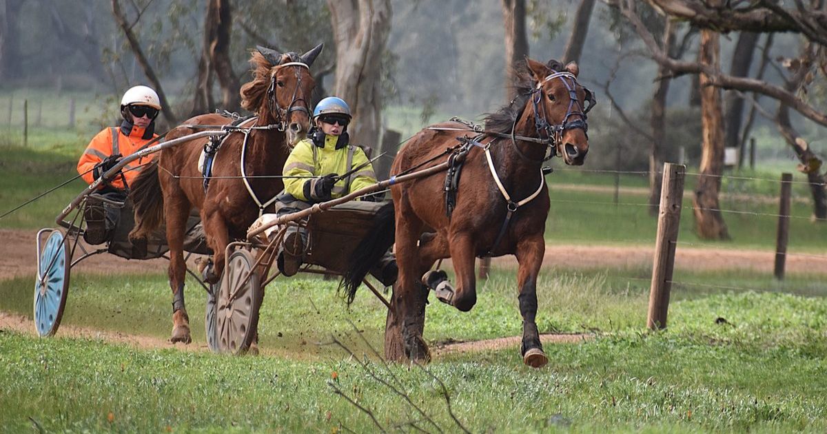 White family harness racing