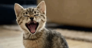 Bendigo cat desexing program