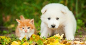Pet desexing benefits