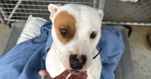 dog blanket donations