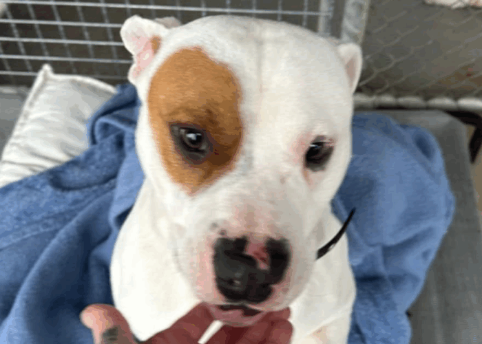 dog blanket donations