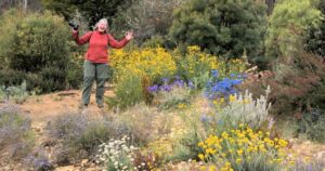 Australian native flower show