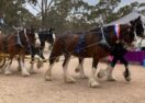 Maldon Agricultural Show 2025