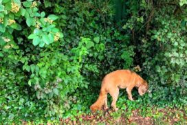 persistent dog barking