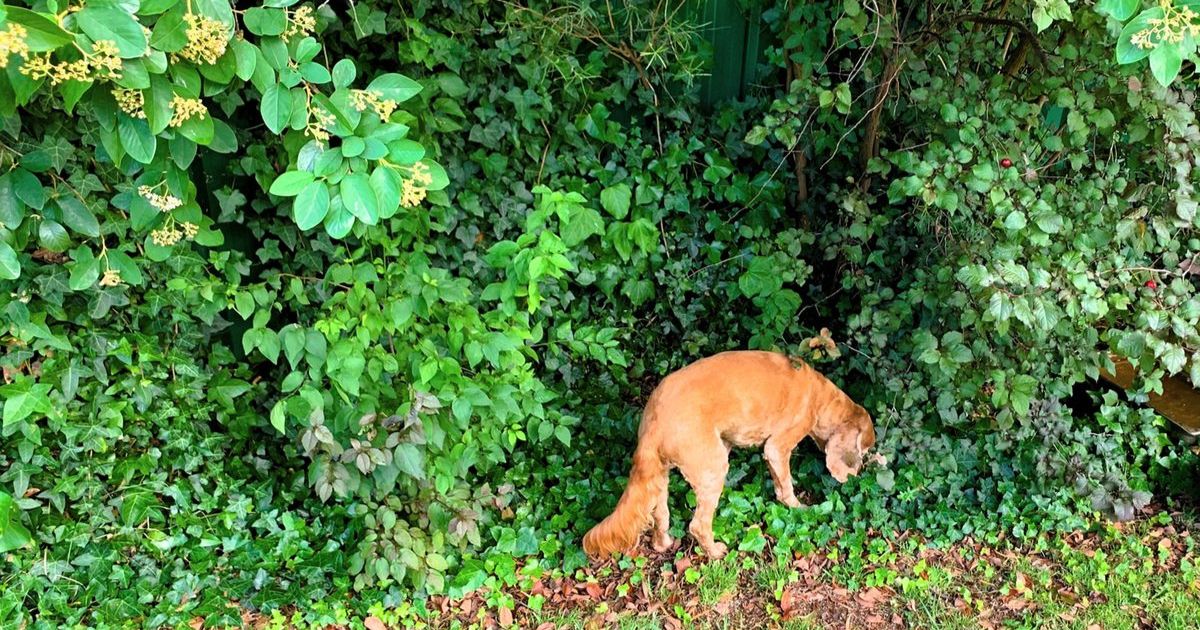 persistent dog barking