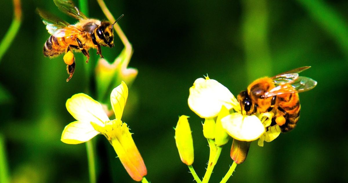 Save the Bees