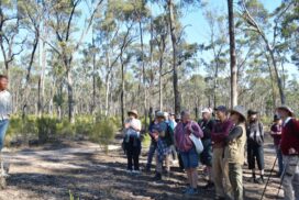Box-Ironbark forest restoration
