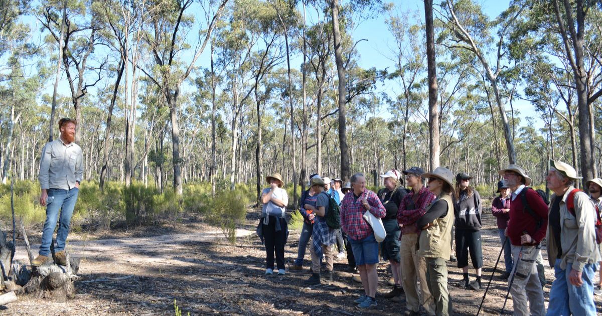 Box-Ironbark forest restoration