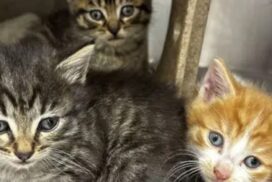 Discounted cat desexing Bendigo