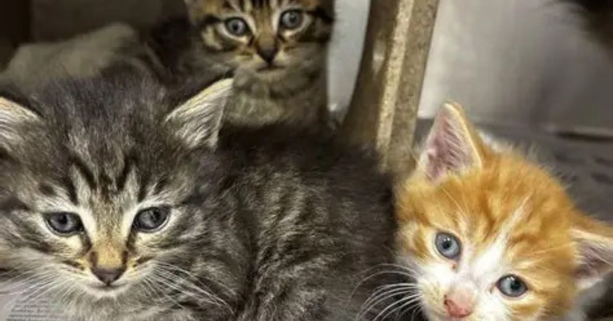 Discounted cat desexing Bendigo