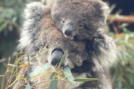 Animal cruelty psychopathy link