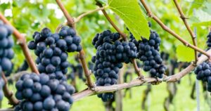 Grape phylloxera RNA treatments