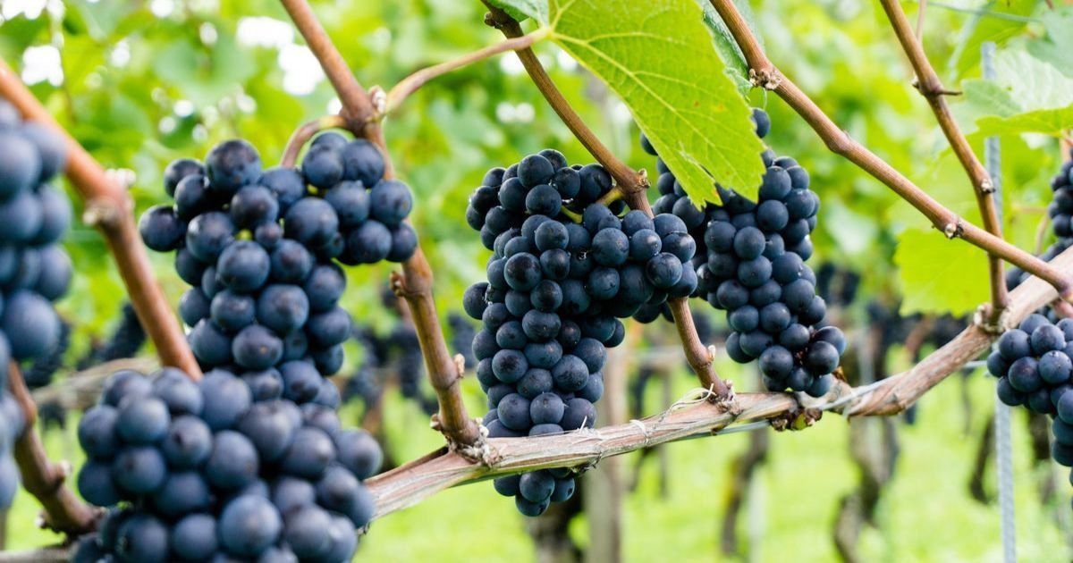 Grape phylloxera RNA treatments