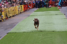 Casterton Kelpie Muster