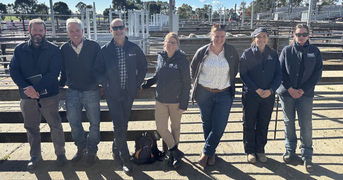 Naracoorte livestock exchange