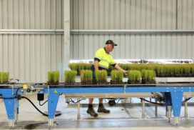Forest planting season