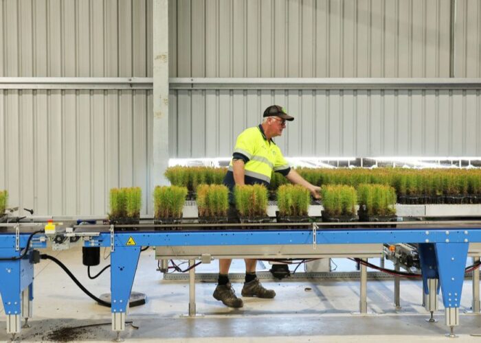 Forest planting season