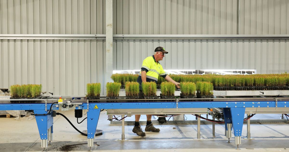 Forest planting season