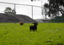 Blue Lake dog park