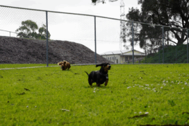 Blue Lake dog park