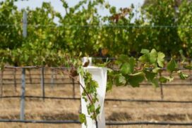Limestone Coast wine