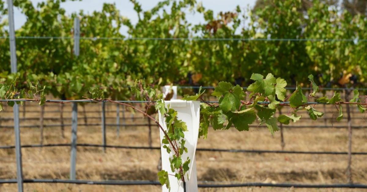 Limestone Coast wine