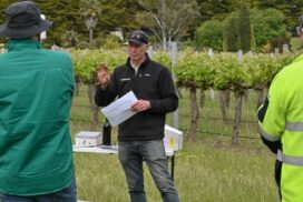 Naracoorte wine vineyard