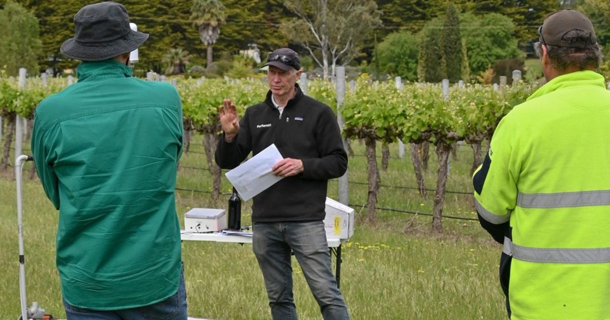 Naracoorte wine vineyard