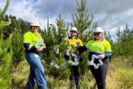 Free Christmas tree giveaway